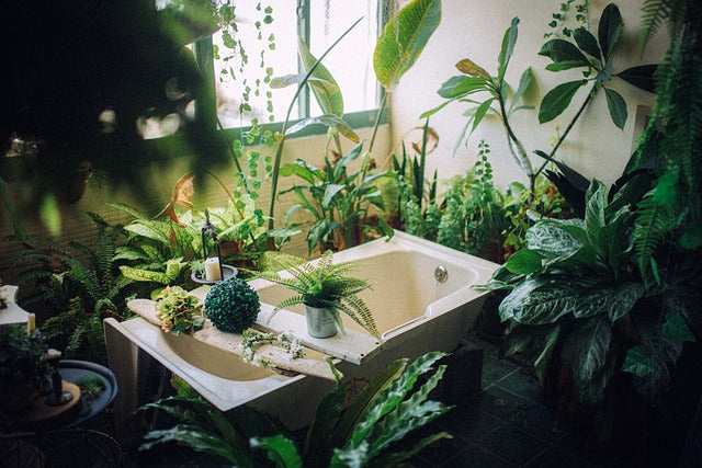 Best Plants For Bathroom