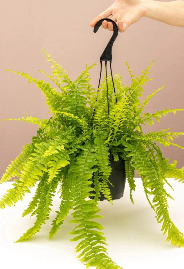 Fern plant for sale