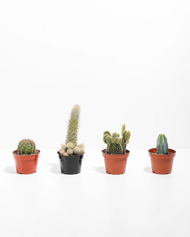 Cactus Plants Buying Guide