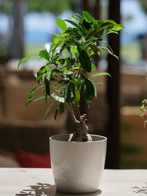 Ficus Plant types