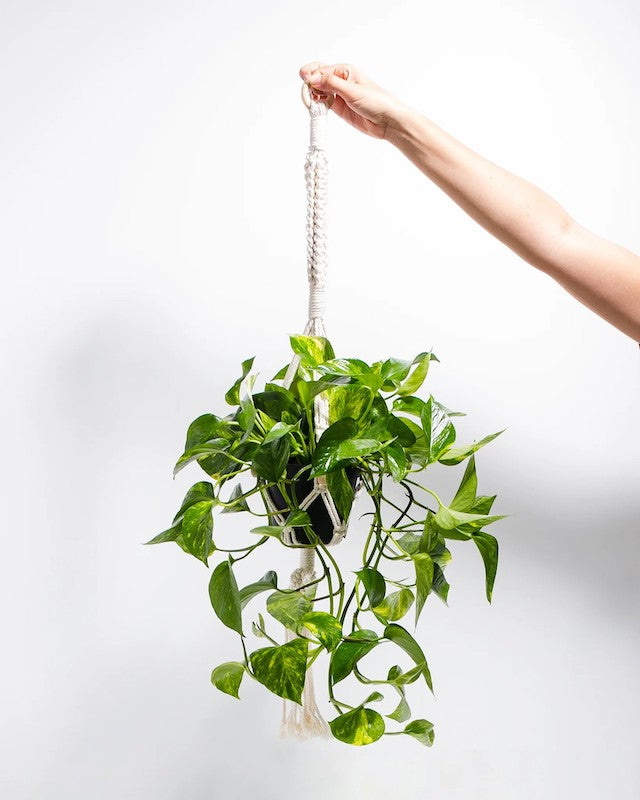 Hanging plants buying guide