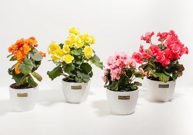 Indoor Flowering Plants Buying Guide