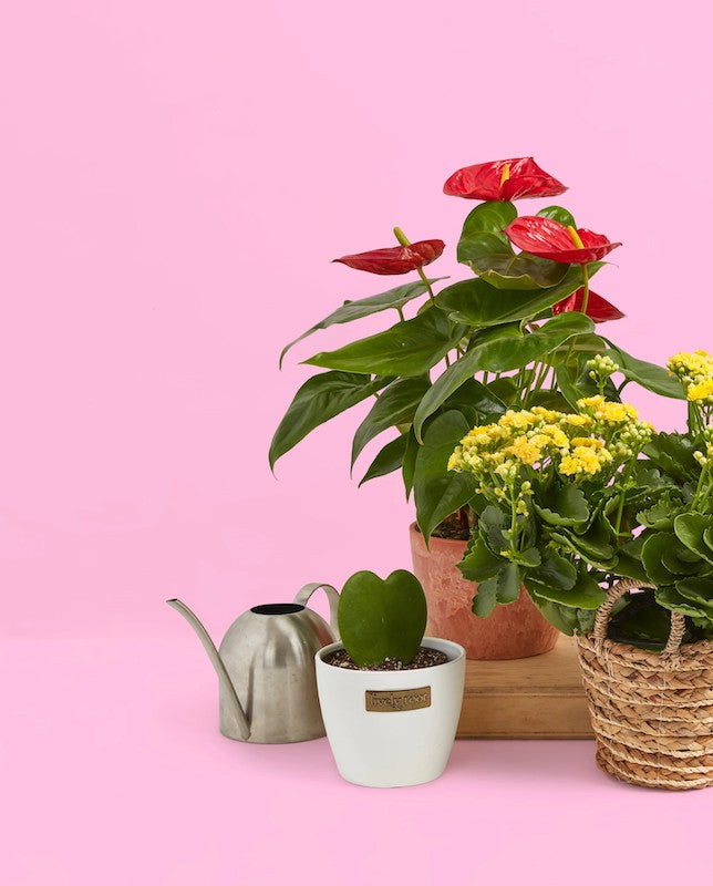 Mother's day plant bundle
