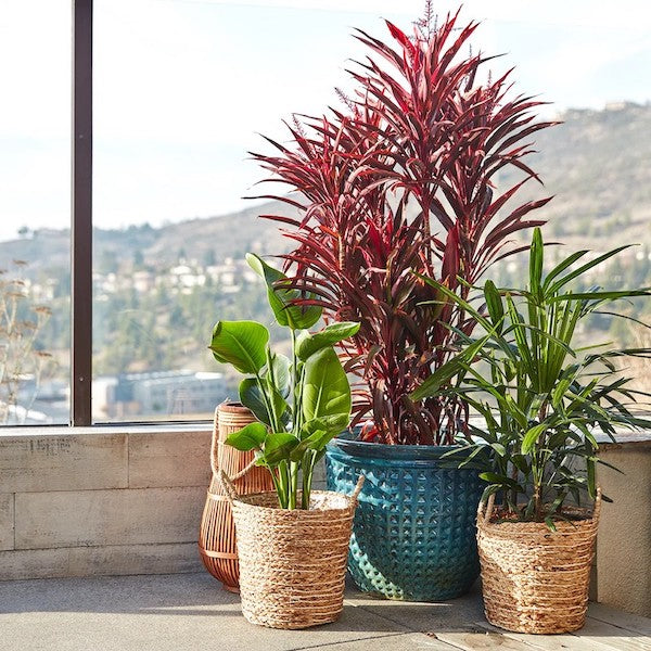 Outdoor patio plants