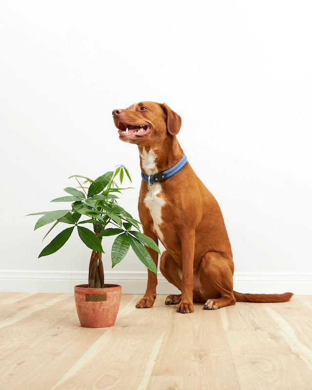 Plants Safe For Dogs