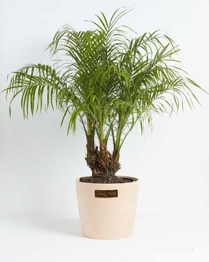 Indoor Palm Plants Benefits