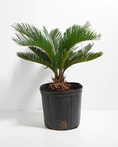 Indoor Palm Plants