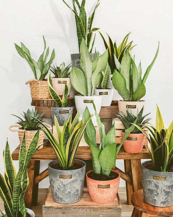 Snake Plants Buying & Care Guide