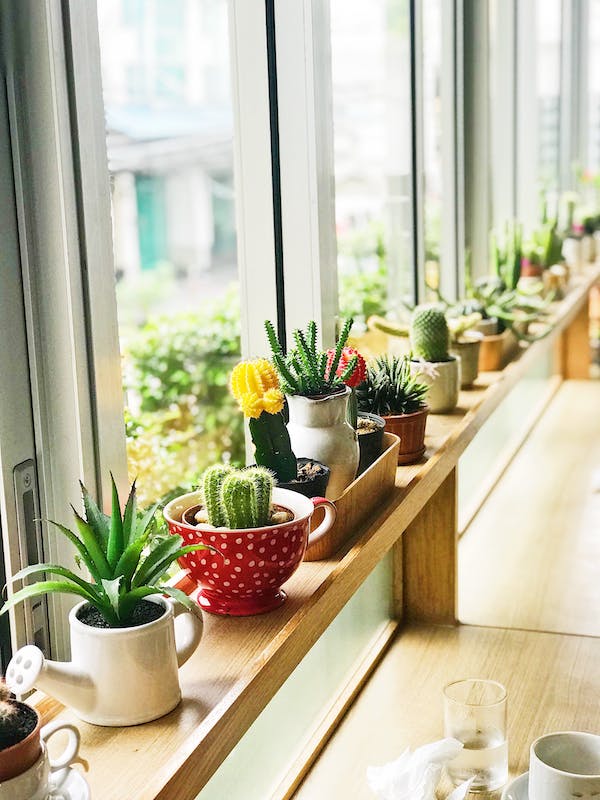 Succulent plants buying guide